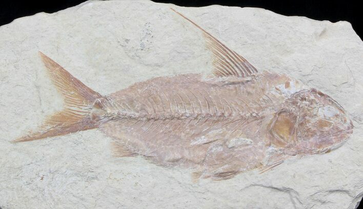 Large Nematonotus Fossil Fish - Lebanon #36944